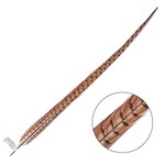 Ringneck Pheasant Tail Feather 22 - 24 Inch (1 pc) Natural