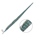 Ringneck Pheasant Tail Feather 22 - 24 Inch (1 pc) Turquoise