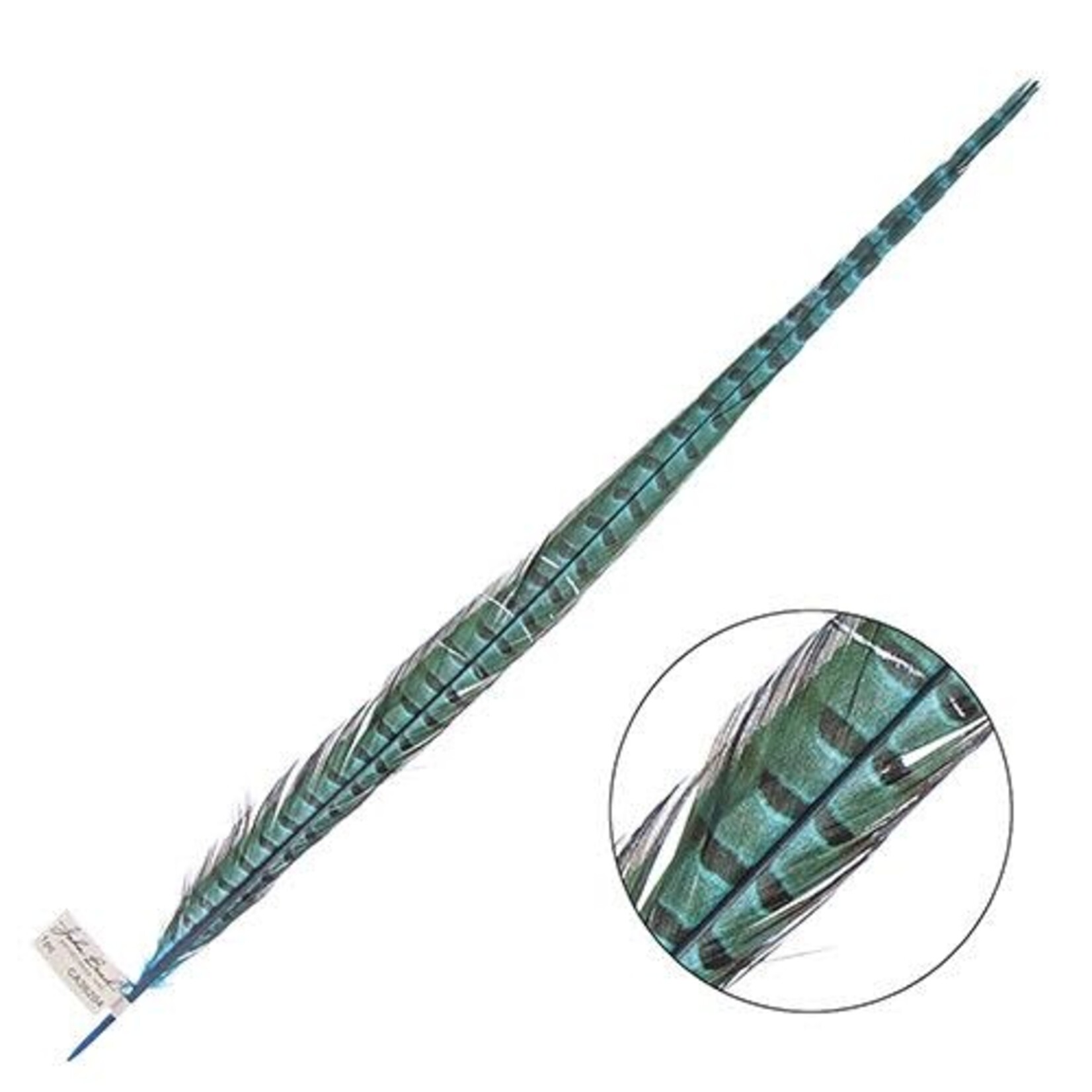 Ringneck Pheasant Tail Feather 22 - 24 Inch (1 pc) Turquoise