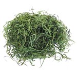 Spanish Moss 1oz