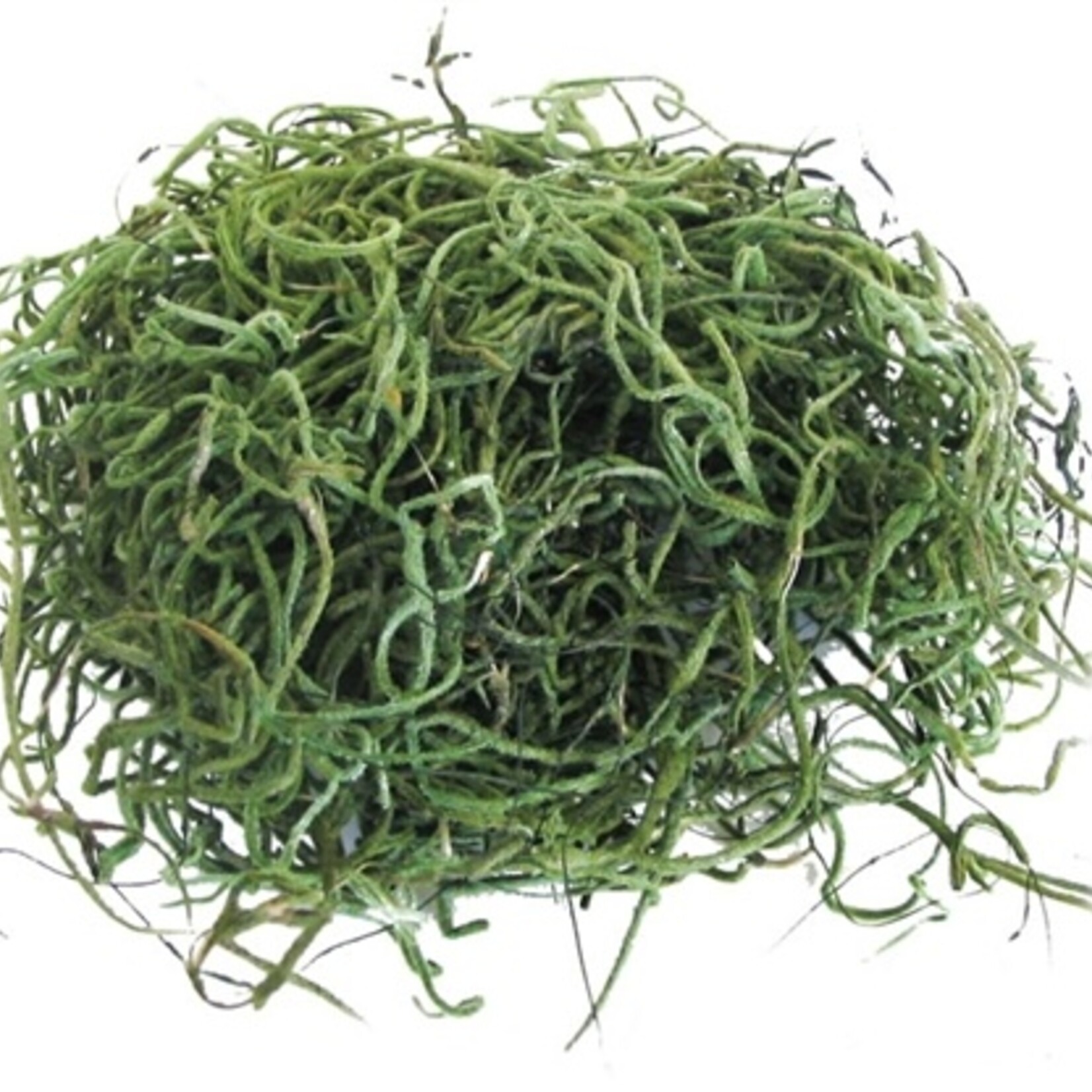 Spanish Moss 1oz