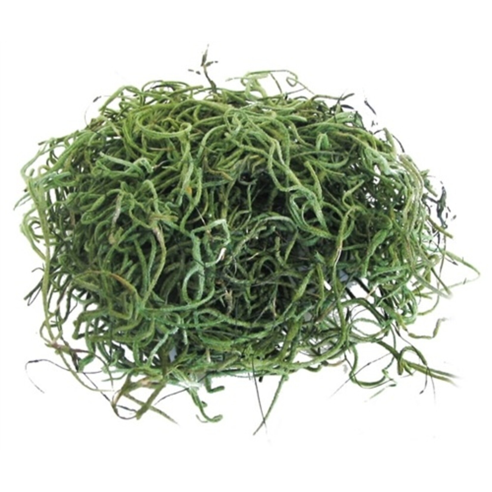 Spanish Moss 1oz