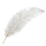 Premium Plumes 21-24 Inch - White