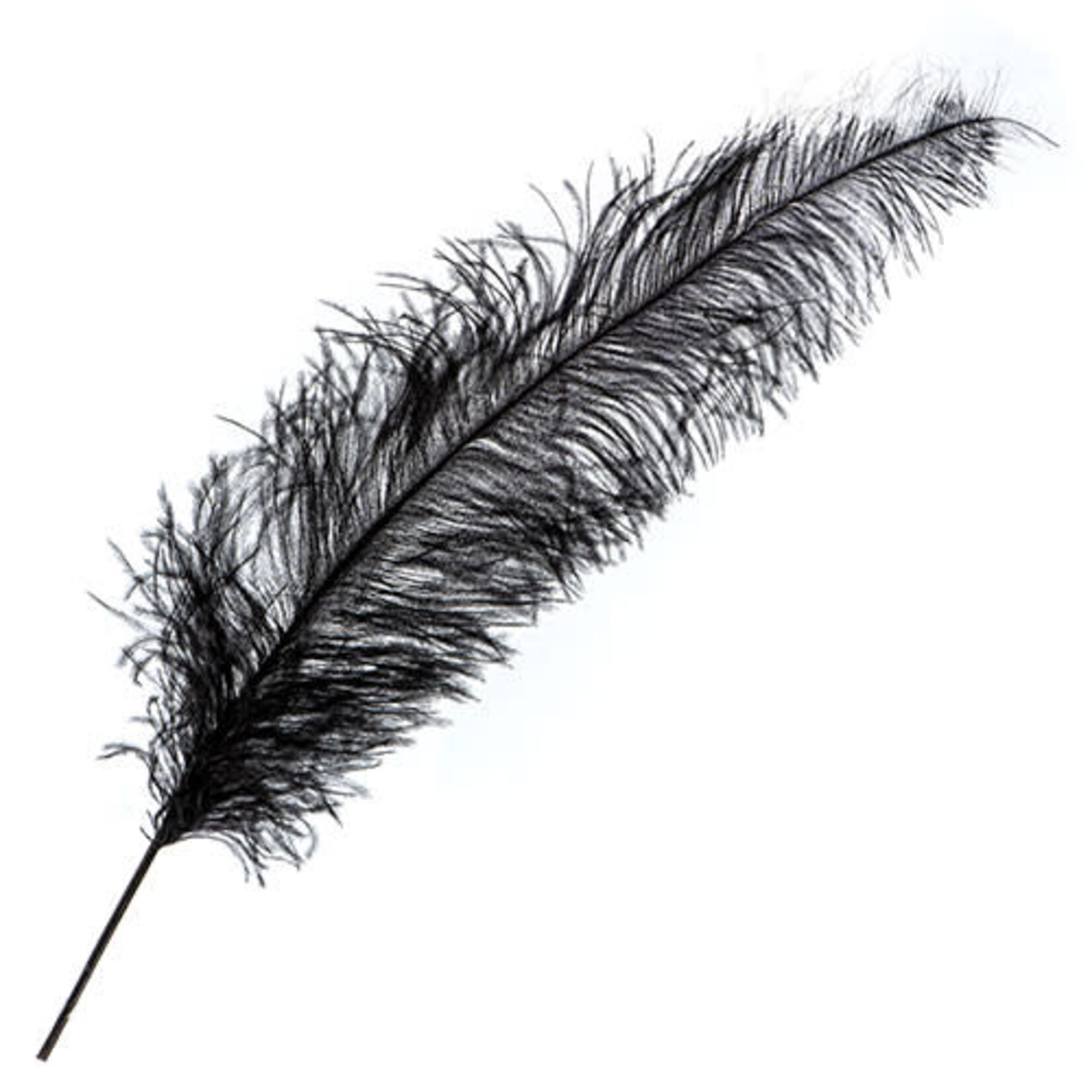 Premium Plumes 21-24 Inch Black