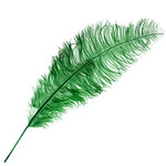 Premium Plumes 21-24 Inch Emerald Green