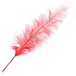 Premium Plumes 21-24 Inch Coral