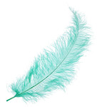Premium Plumes 21-24 Inch Jade