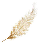 Premium Plumes 21-24 Inch Gold