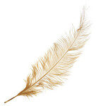 Premium Plumes 21-24 Inch Gold