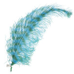 Premium Plumes 21-24 Inch Striped - PEI Shore