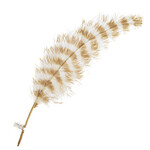Premium Plumes 21-24 Inch Striped - Sahara Desert