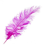 O.D Plumes 27-28 Inch Fuschia