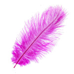O.D Plumes 14-16 Inch Fuchsia