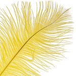 O.D Plumes 11-13 Inch Canary Yellow
