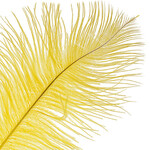 O.D Plumes 11-13 Inch Canary Yellow