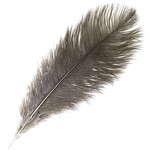 O.D Plumes 11-13 Natural