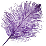 O.D Plumes 11-13 Inch Purple
