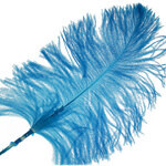 O.D Plumes 11-13 Inch Turquoise