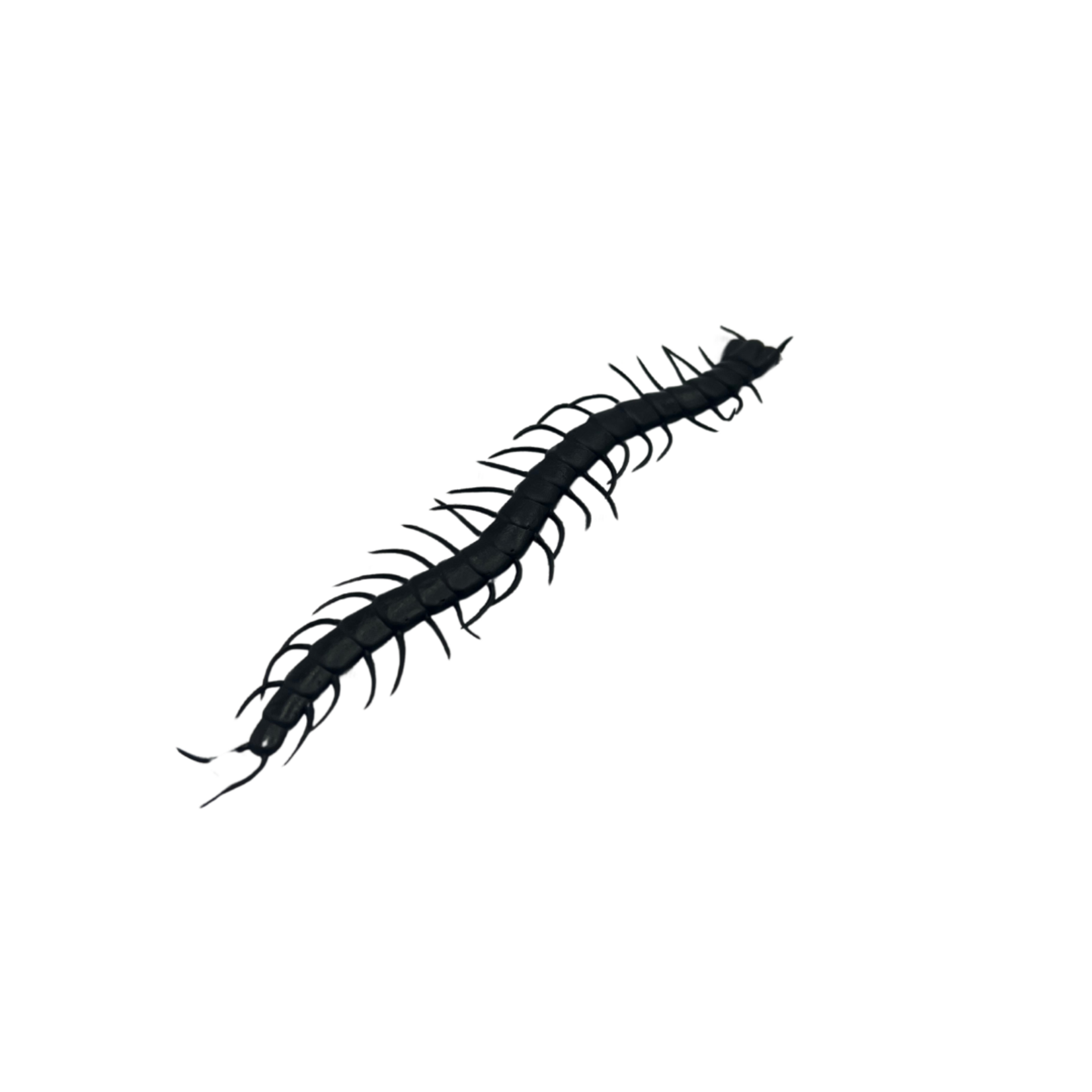 Halloween Animals  Black Centipedes 12pcs