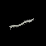 Glow in the Dark Centipedes 12pcs