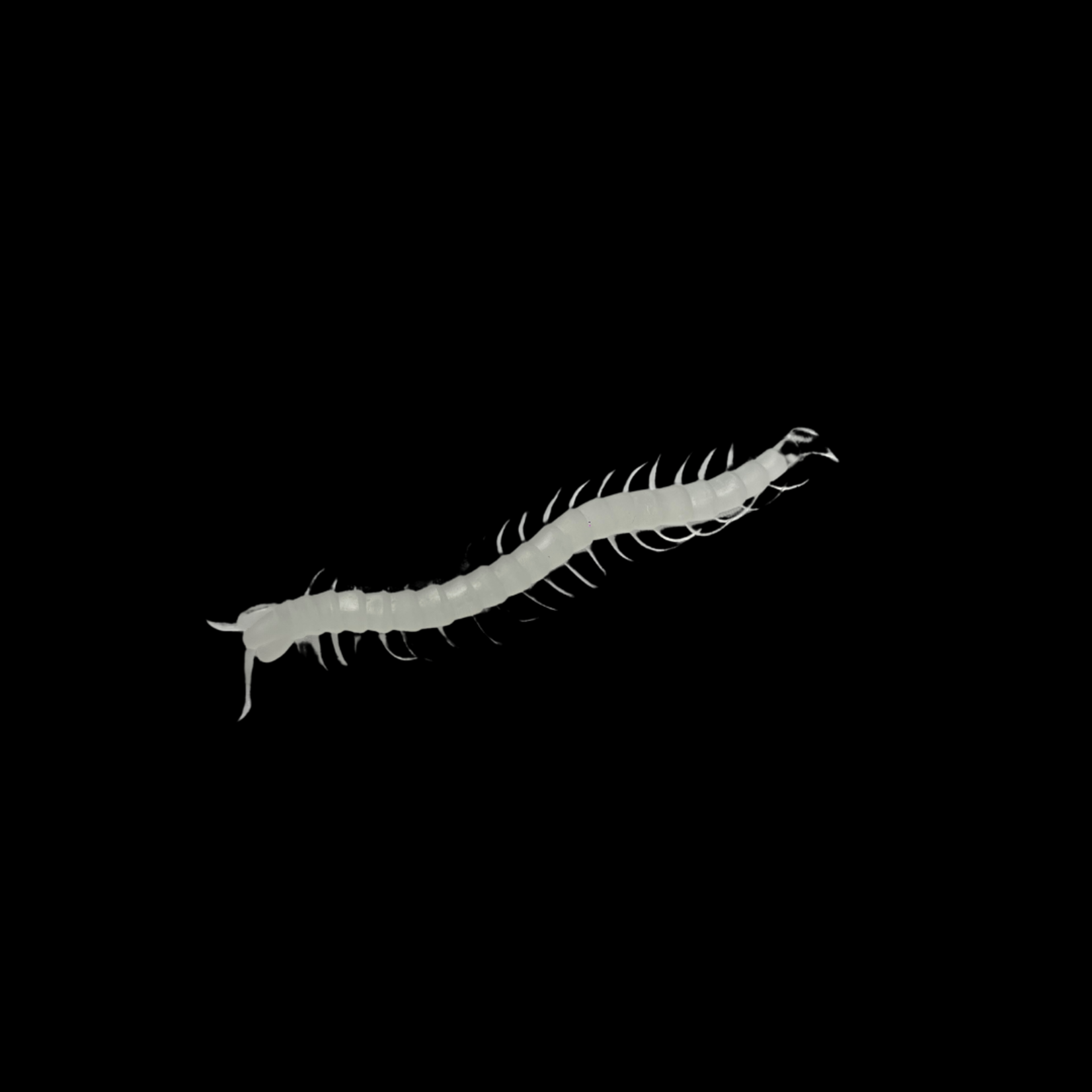 Glow in the Dark Centipedes 12pcs