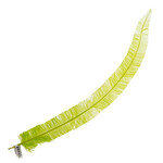 Ostrich Nandu 18-20in (1pc) Grass Green