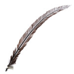 Ostrich Nandu 18-20in (1pc) Brown