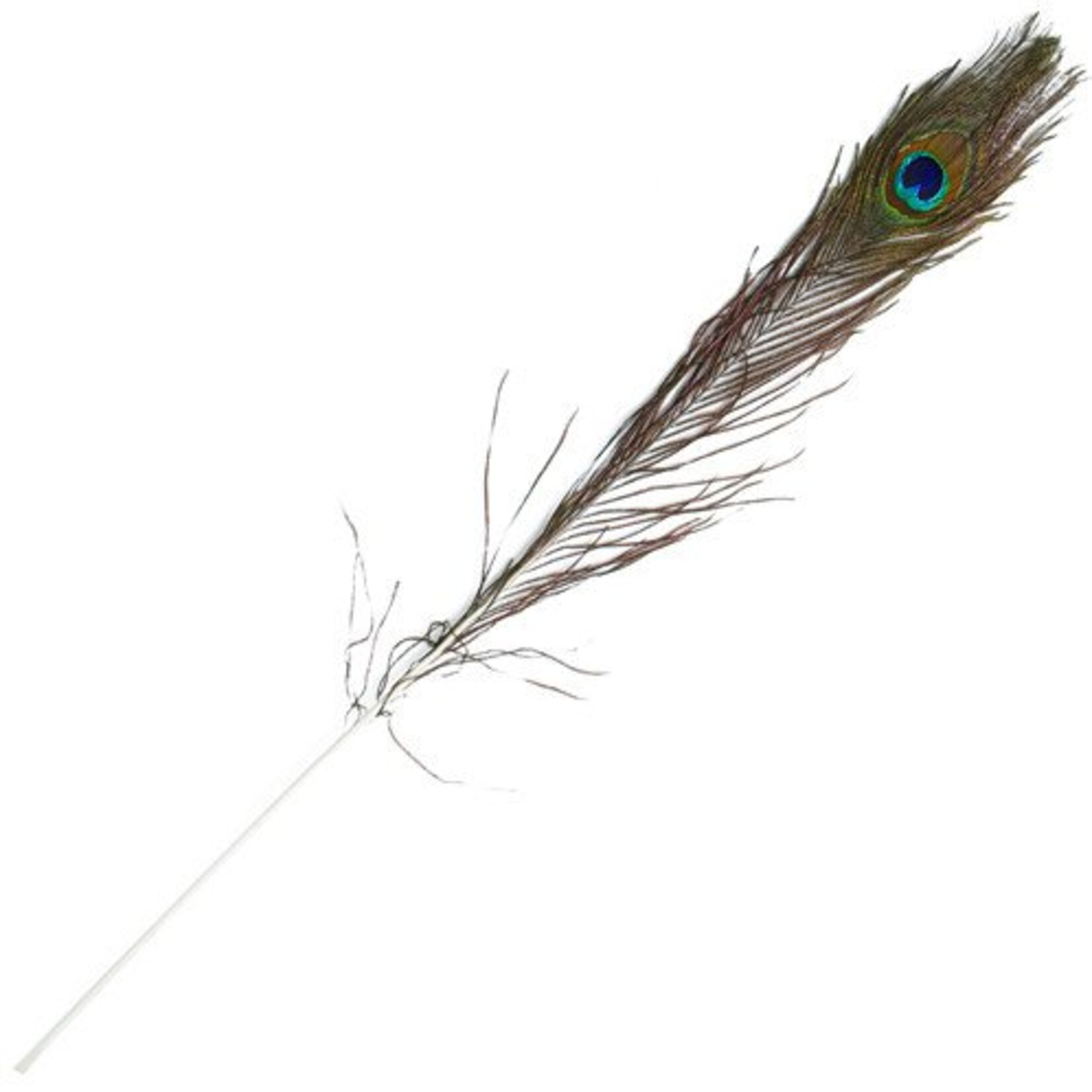 Peacock Feathers Natural 25-30"