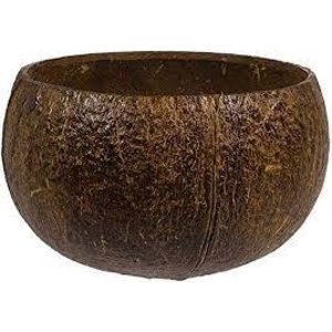 Amscan AUTHENTIC COCNUT CUP