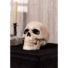 Seasons USA 6IN SKULL W/ MOVEABLE JAW
