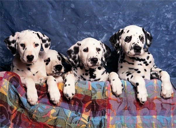 TOM50-114 DALMATIONS 500 PCS PUZZLE