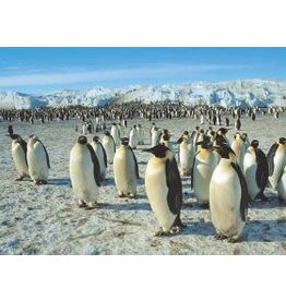 TOMAX TOM50-089 EMPEROR PENGUINS 500 PCS PUZZLE