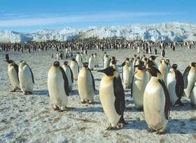 TOM50-089 EMPEROR PENGUINS 500 PCS PUZZLE