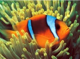 TOM50-049 CLOWNFISH 500 PCS PUZZLE GLOW IN THE DARK