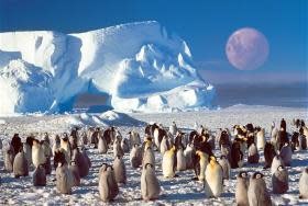 TOM100-106 PENGUIN PARTY 1000 PCS PUZZLE