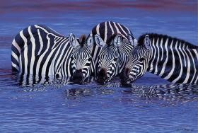 TOM100-123 ZEBRAS IN WATER 1000 PCS PUZZLE