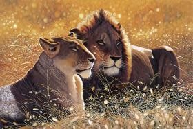 TOM100-121 LIONS IN THE SUN 1000 PCS PUZZLE