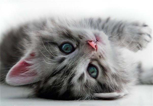 TOM30-075 KITTEN RESTS