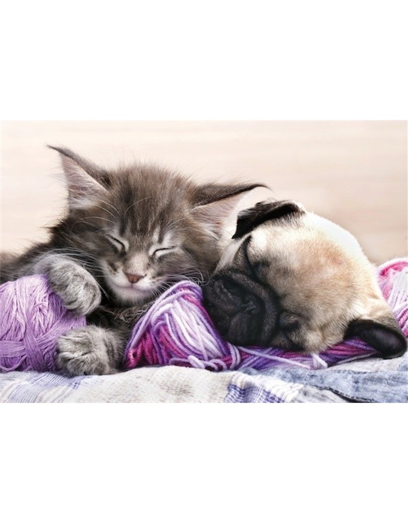 TOMAX TOM30-077 KITTEN MAINE COON AND PUPPY PUG