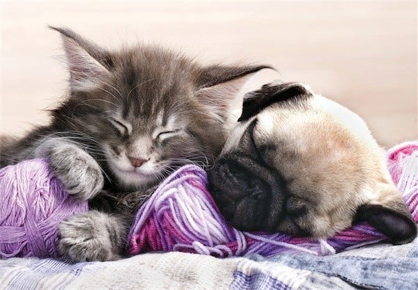 TOM30-077 KITTEN MAINE COON AND PUPPY PUG