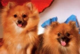 TOM30-006 THE POMERANIANS