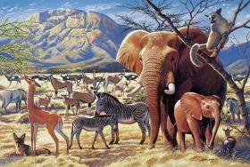 TOM100-120 SAVANNA SUNRISE