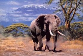 TOM100-119 ELEPHANT IN AMBOSELI