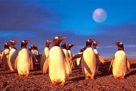 TOM100-130 PENGUIN'S WORLD