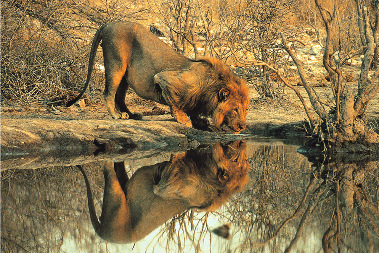 TOM100-148 MALE LION