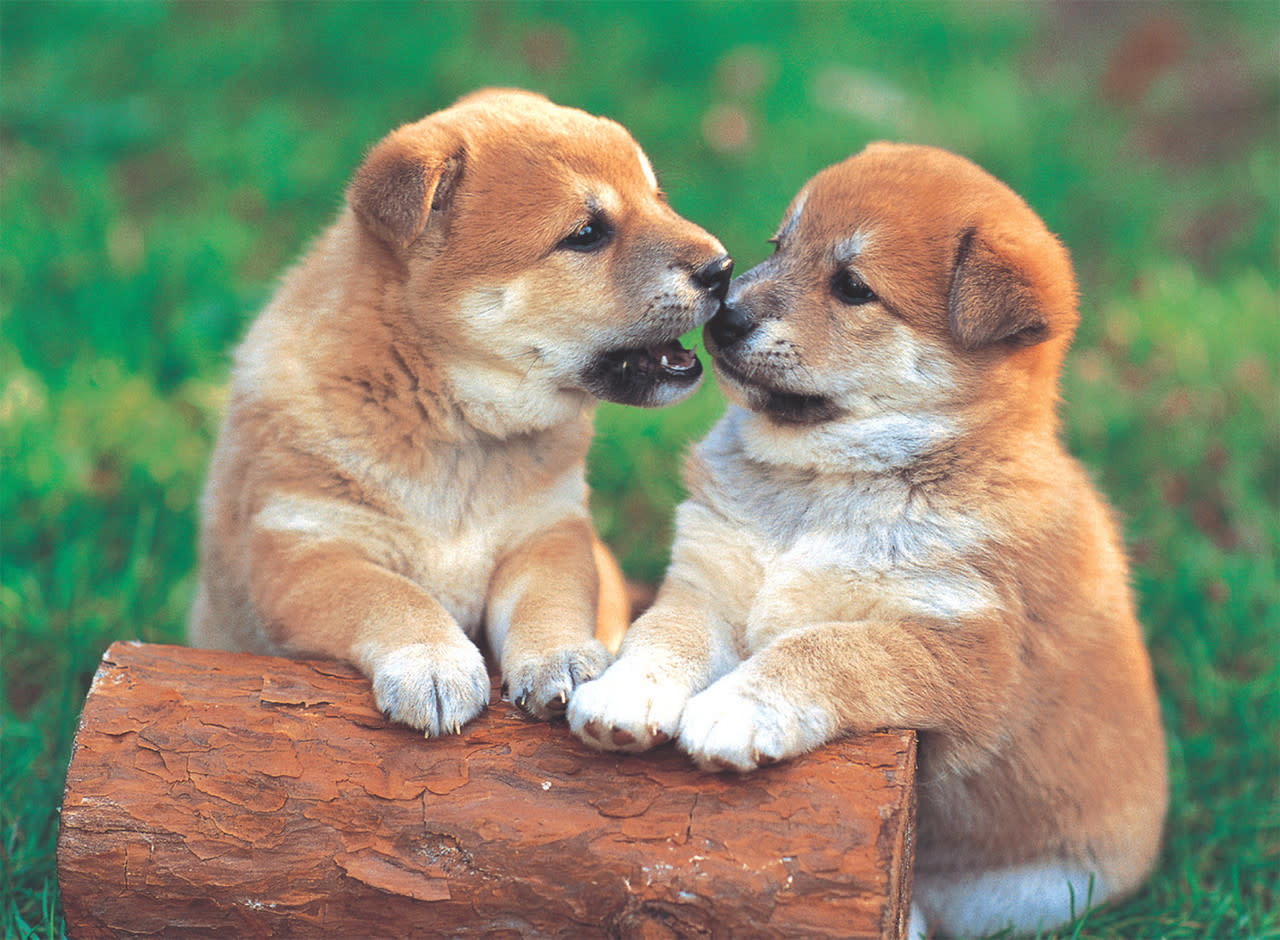 TOM50-090 LITTLE PAIR