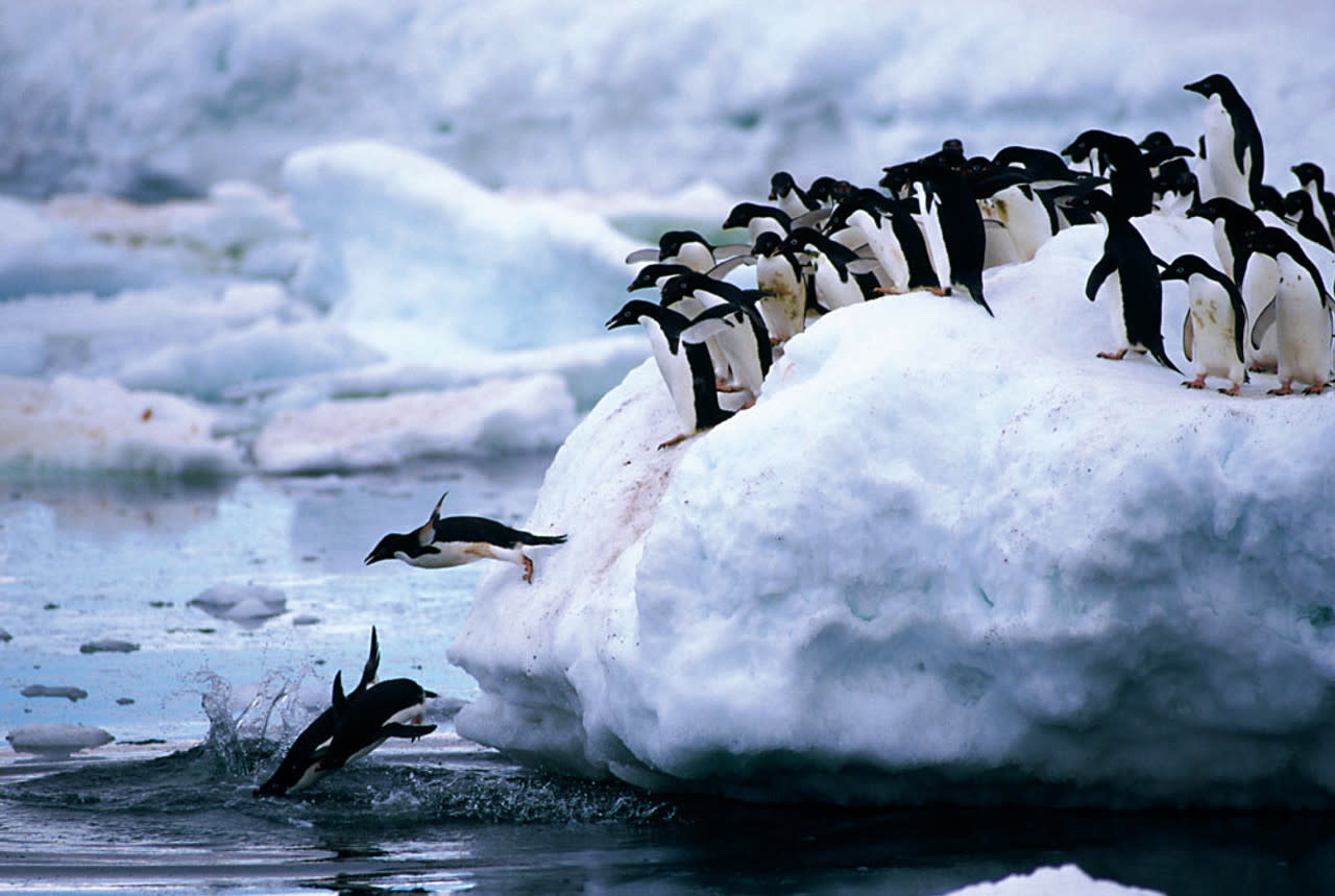 TOM100-181 PENGUINS