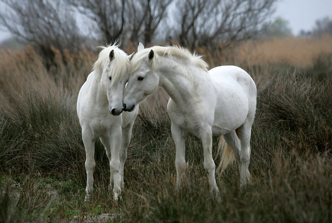 TOM100-182 WHITE STALLIONS