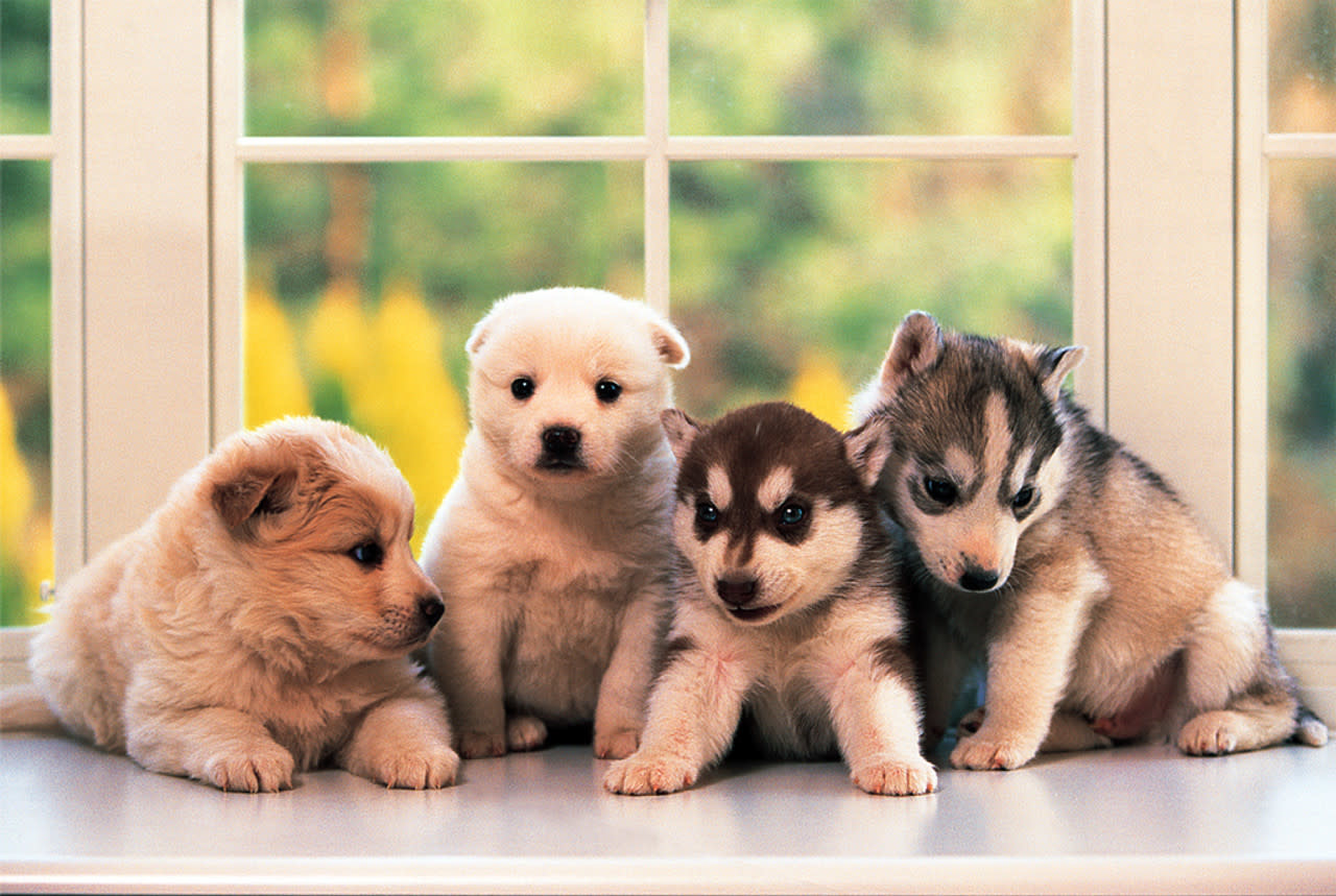 TOM100-135 LITTLE DOGGIES