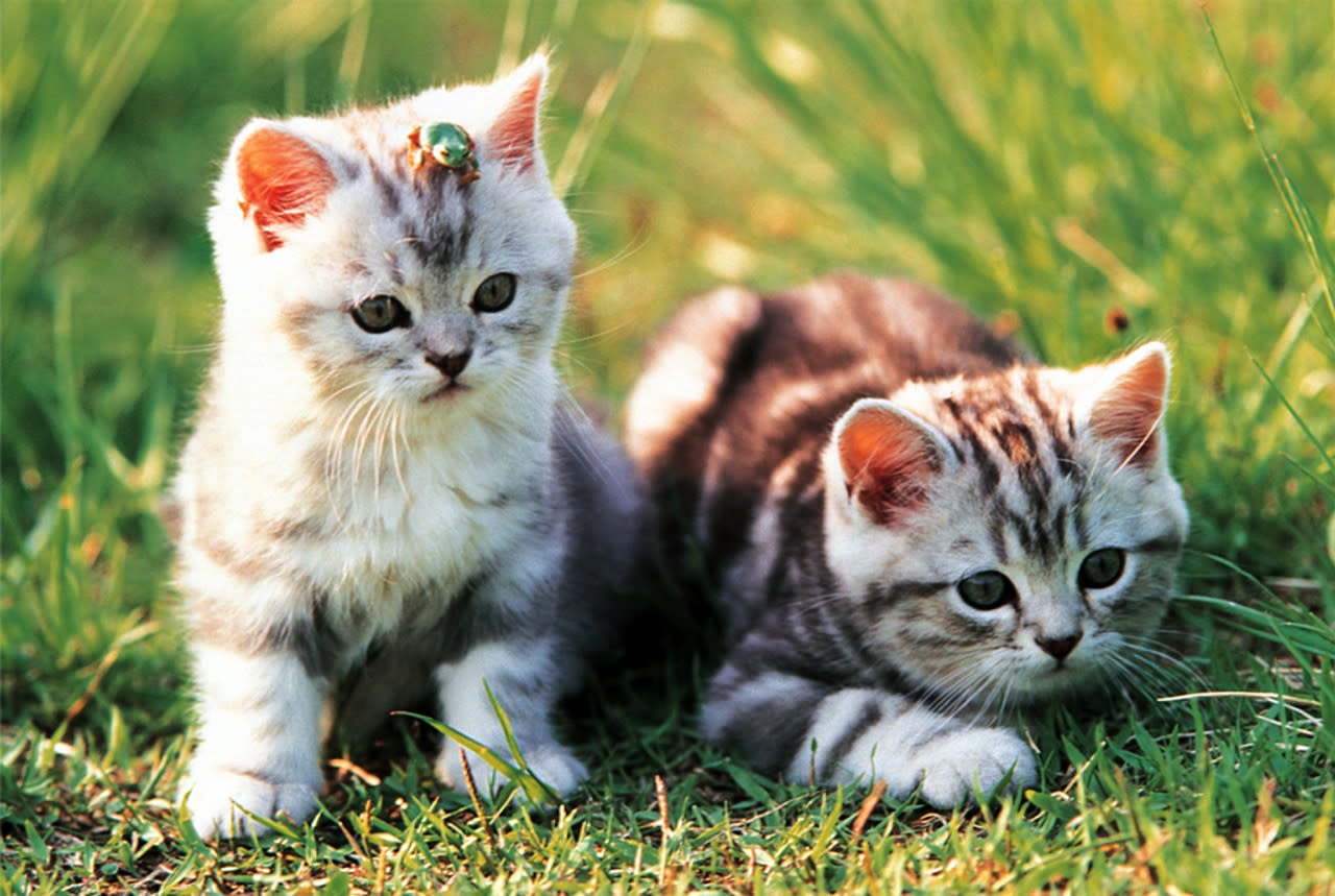 TOM100-136 LOVEABLE KITTENS